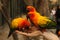 Ara parrots couple sit on human hand close up photo