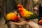 Ara parrots couple sit on human hand close up photo