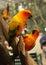 Ara parrots couple sit on tree branch close up photo