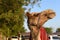 Arab camel eating tree herbs in doha qatar