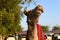 Arab camel eating tree herbs in doha qatar