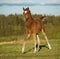 Arab foal running free in summer field