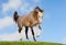 Arab horse in field