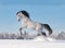 Arab horse galloping in winter