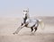 Arab horse running in desert