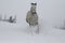 Arab horse on a snow slope hill in winter. In the background are trees and a snag