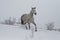 Arab horse on a snow slope hill in winter. The horse runs at a trot in the winter on a snowy slope.