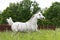 Arab horse trotting on field