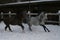 Arab horses galloping in the snow in the paddock