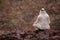 Arab man sitting on rocks