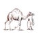 Arab man standing with a camel, Hand Drawn Sketch Vector