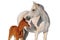 Arab mare and foal isolated