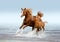 Arab mare with foal running trough the splashes of water