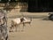 Arab oryx with zebras in the zoo