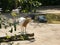 Arab oryx with zebras in the zoo