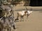 Arab oryx with zebras in the zoo