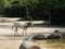 Arab oryx with zebras in the zoo