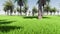 Arab parents Saudi on green lawn landscape