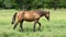 Arab / Quarter Horse Walking through grassy Field