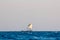 Arab Sailing Dhow