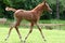 Arab thoroughbred foal