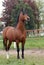 Arab thoroughbred horse