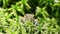 Arabesque, floral pattern: grass, moss, lichen