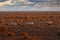 Arabia nature. Wildlife Jordan, Arabian oryx or white oryx, Oryx leucoryx, antelope with a distinct shoulder bump, Evening light