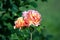 Arabia rose - orange to bright peach large flowers with strong fruity scent