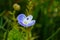 Arabia speedwell