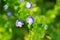 Arabia speedwell-flower and seedling industry