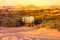 Arabian antelope or Oryx in the Desert Conservation Reserve near Dubai, UAE