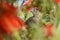 Arabian Babbler in a bush