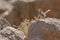 Arabian Babbler on a rock