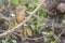 The Arabian Babbler, Turdoides squamiceps