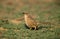 Arabian babbler, Turdoides squamiceps