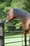 Arabian Bay Horse Looking out the Gate