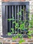 arabian bidara tree vines in front of an old window