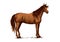 Arabian brown horse standing. Vector sketch