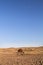 Arabian camel, also known as dromedary, drinking water in the Maranjab desert at dusk, with the moon visible.