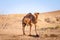 Arabian camel, also known as dromedary, posing and looking at the camera in the Maranjab desert at dusk.