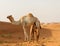 Arabian camel and calf