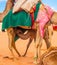 Arabian Camel calf nursing from its mother in the red desert