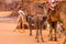 Arabian Camel calf portrait close up in the red desert