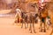Arabian Camel calf portrait close up in the red desert