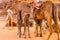Arabian Camel calf portrait close up in the red desert