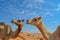 Arabian Camel Camelus Drimedarius in the desert of the United Arab Emirates of Western Asia.