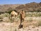 Arabian camel, Camelus dromedarius, on pasture in Oman`s stony desert