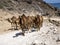 Arabian camel caravan, Camelus dromedarius, leaving pasture from the sea to the mountains of southern Oman