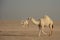 Arabian camel caravan in desert